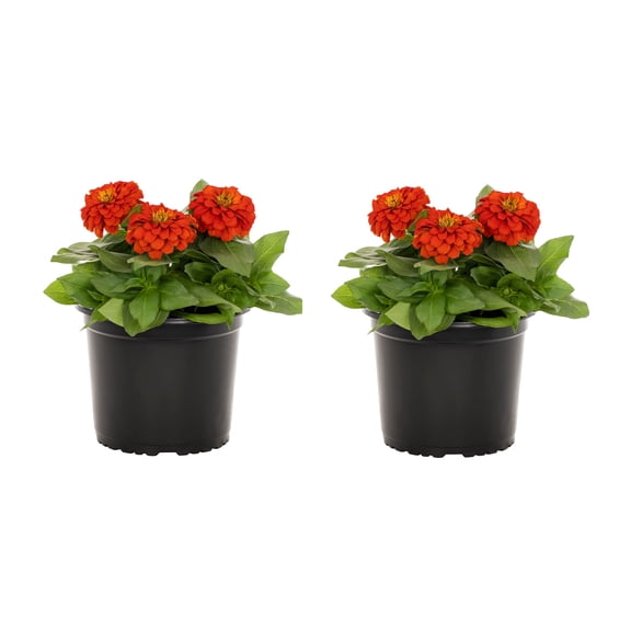 Expert Gardener 3QT Red Zinnia Live Annual Plant Sun 2-Pack