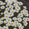 thumbnail image 2 of Spoonful of Sugar Shasta Daisy - Leucanthemum - Compact Plant - Gallon Pot, 2 of 2
