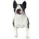 thumbnail image 1 of Bull Terrier Model Standing Dog Model Simulation Bull Terrier Dog Model Fake Puppy Model, 1 of 3