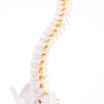 thumbnail image 3 of 50cm Modelo Esquelético de Médula Espinal de Cuerpo Colgante de Tamaño Natural para Exhibición de Anatómica Colecciones Yotijar Estatua de vértebras lumbares humanas, 3 of 10