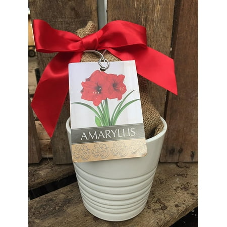 Grand Prix Amaryllis Bulb in a White Ceramic Pot, With a Burlap Sack, a Red Ribbon and a Professional Growing Medium
