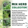 thumbnail image 5 of Set 4 Fresh Herb Plants, Fragrant Culinary Herb Collection 3-6 Inch Kitchen and Garden, Assorted Varieties, Bare Root, 5 of 6