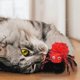thumbnail image 4 of Halloween Spider Simulation Decoration Cat Plush Spider Toy Simulation Spider Parody Prank Toy Pet Interactive Festival Pet Toys, 4 of 5