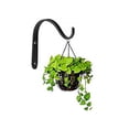 thumbnail image 4 of Ganchos De Pared De Metal A Prueba De Herrumbre Ganchos De Almacenamiento De Hierro Versátiles Ganchos Convenientes Montados En La Pared Ganchos De Cesta De Plantas Duraderos Para Jardinería Garaje Speravity HA026740-03, 4 of 7
