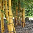 thumbnail image 3 of Golden Hawaiian Bamboo  5 Live Plants  Bambusa Vulgaris Vittata  Beautiful Rare Unique Specimen  Non-Invasive Clumping Bamboo Privacy Screen, 3 of 9