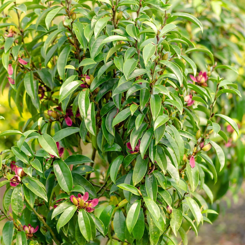 Southern Living Stellar Ruby Magnolia Live Shrub in 2-Gallon Grower Pot