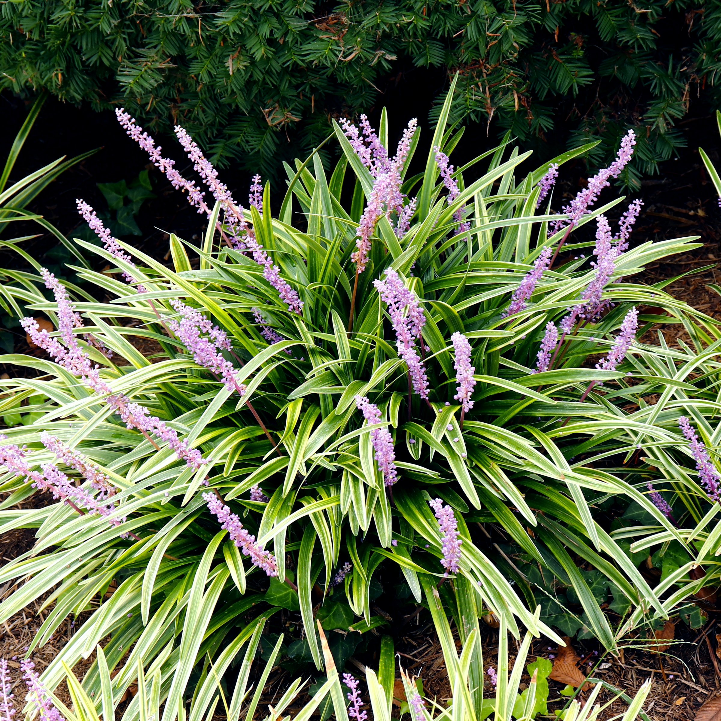 Live Grass 4" Variegated Liriope (6-Pack) with Full Sunlight