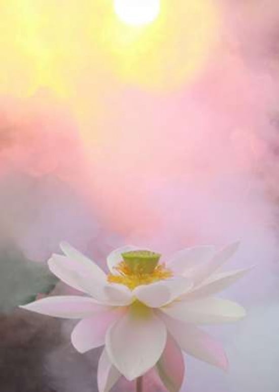 Beauty At Dawn Canv