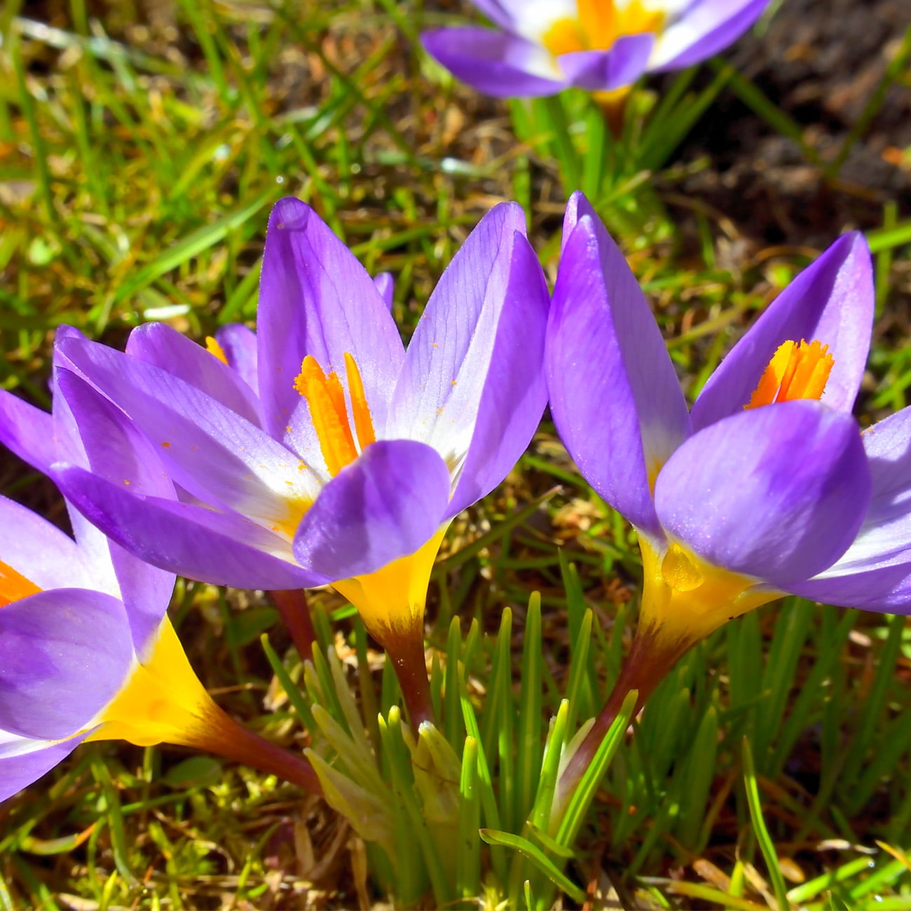 Van Zyverden Crocus sieberi Tricolor (Set of 10 Dormant Bulbs) Full Sun, Multicolor, Annual
