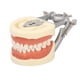 thumbnail image 3 of Modelo de dientes estándar Enseñanza dental Demostración de tipodonto estándar Modelo de dientes de encía blanda con 32 dientes, 3 of 14