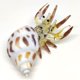 thumbnail image 1 of Sansukjai Figuras en miniatura de cangrejo ermitaño de concha marina, animales de playa, arte de vidrio soplado a mano, regalo coleccionable natural, decorar amarillo pastel, 1 of 5