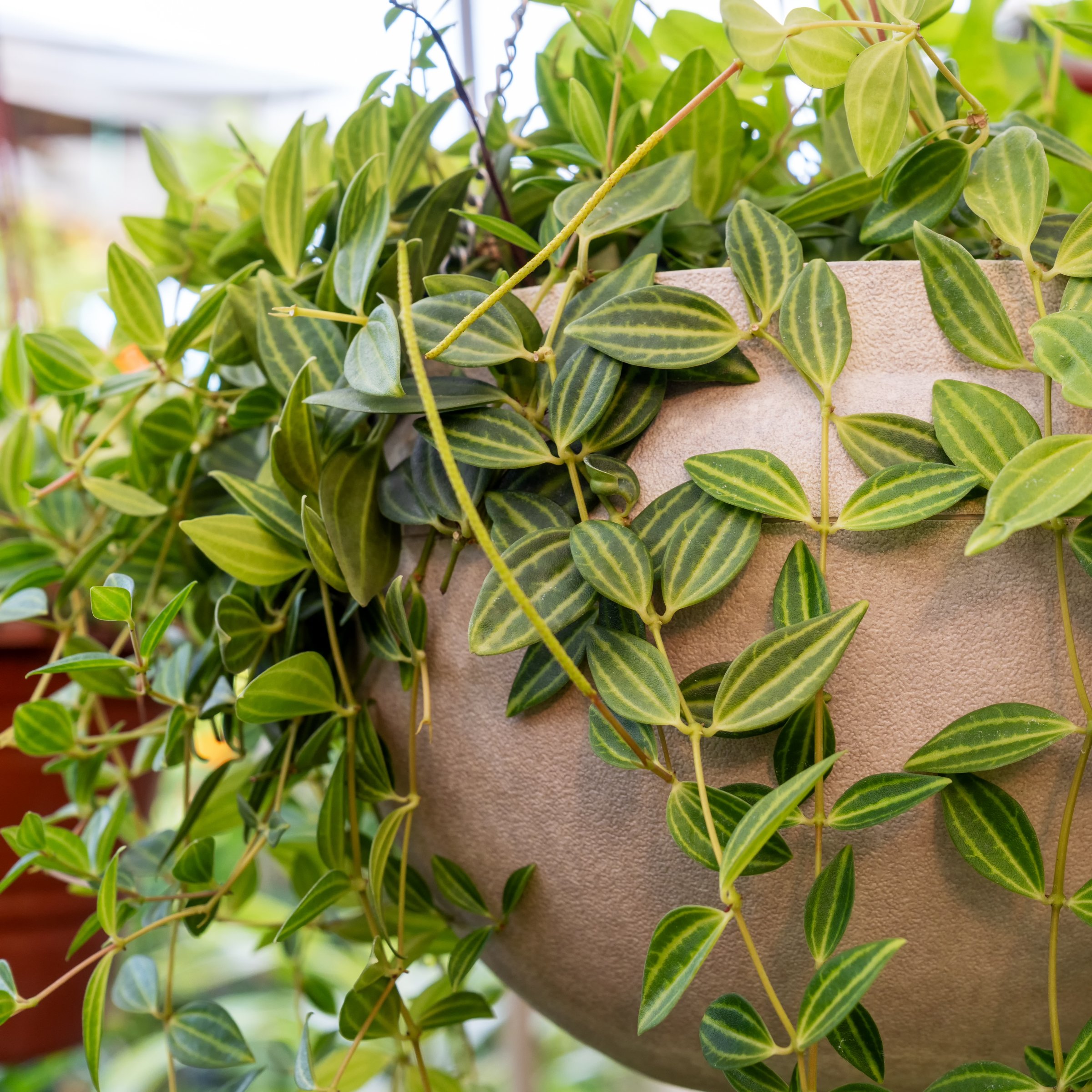 6 in. Peperomia Funky Frog Plant in Grower Container