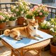 thumbnail image 5 of Almohadilla refrescante para perros y gatos con base antideslizante, tapete de hielo portátil y lavable para aliviar el calor, múltiples tamaños y usos., 5 of 6