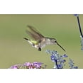 thumbnail image 2 of Welling, Dave 24x17 White Modern Wood Framed Museum Art Print Titled - TX, Hill Co Female black-chinned hummingbird, 2 of 4
