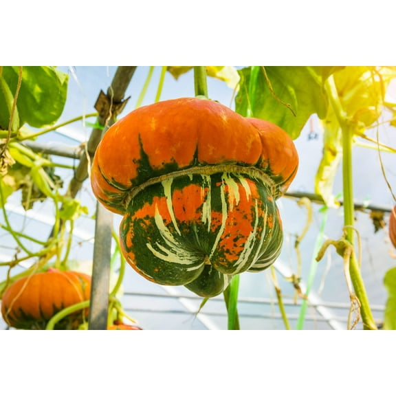 Turkish Turban Seeds for Planting - 10 Seeds - Colorful and Exotic Gourds - Ships from Iowa, USA