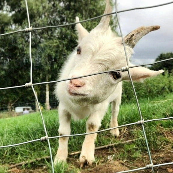 Heavy-Duty Galvanized Farm Fence, 4ft x 164ft Livestock Containment with Reinforced Mesh for Goats, Sheep & Cattle | Weatherproof & Predator-Proof