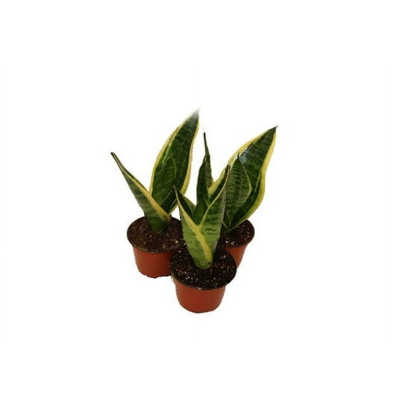 Sanseveria Bundle - 4" from California Tropicals