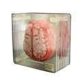 thumbnail image 1 of Destyer 10PCS Coasters Acrylic Organ Brain Specimen Compatible Table Smooth Lightweight Cup Mat Family Bar Room, 1 of 6