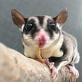 thumbnail image 5 of Sugar Glider Treat Bundle- Treats with Mix of Fruity Treats, Dried Insects, & Agave Sticks - for Sugar Gliders- Sample Variety, 5 of 13