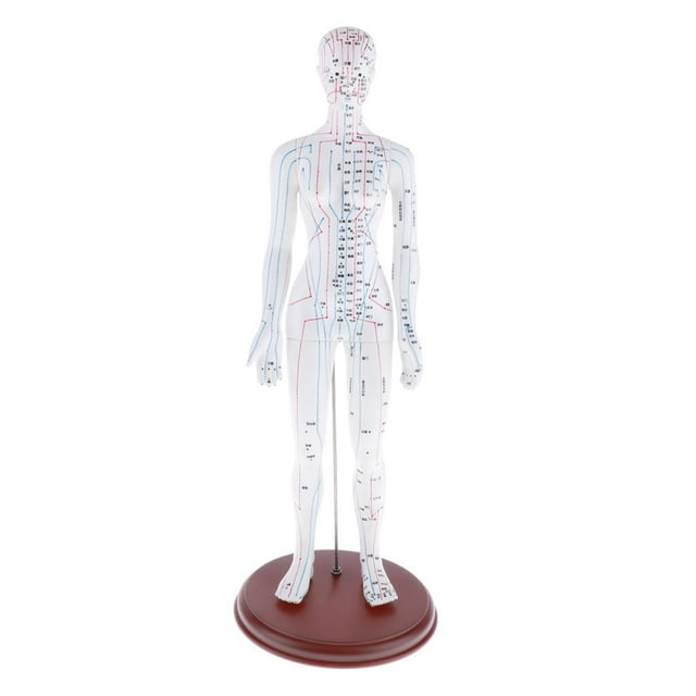 S SERENABLE Female Human Model Chinese Meridian Model with Points, Height 19