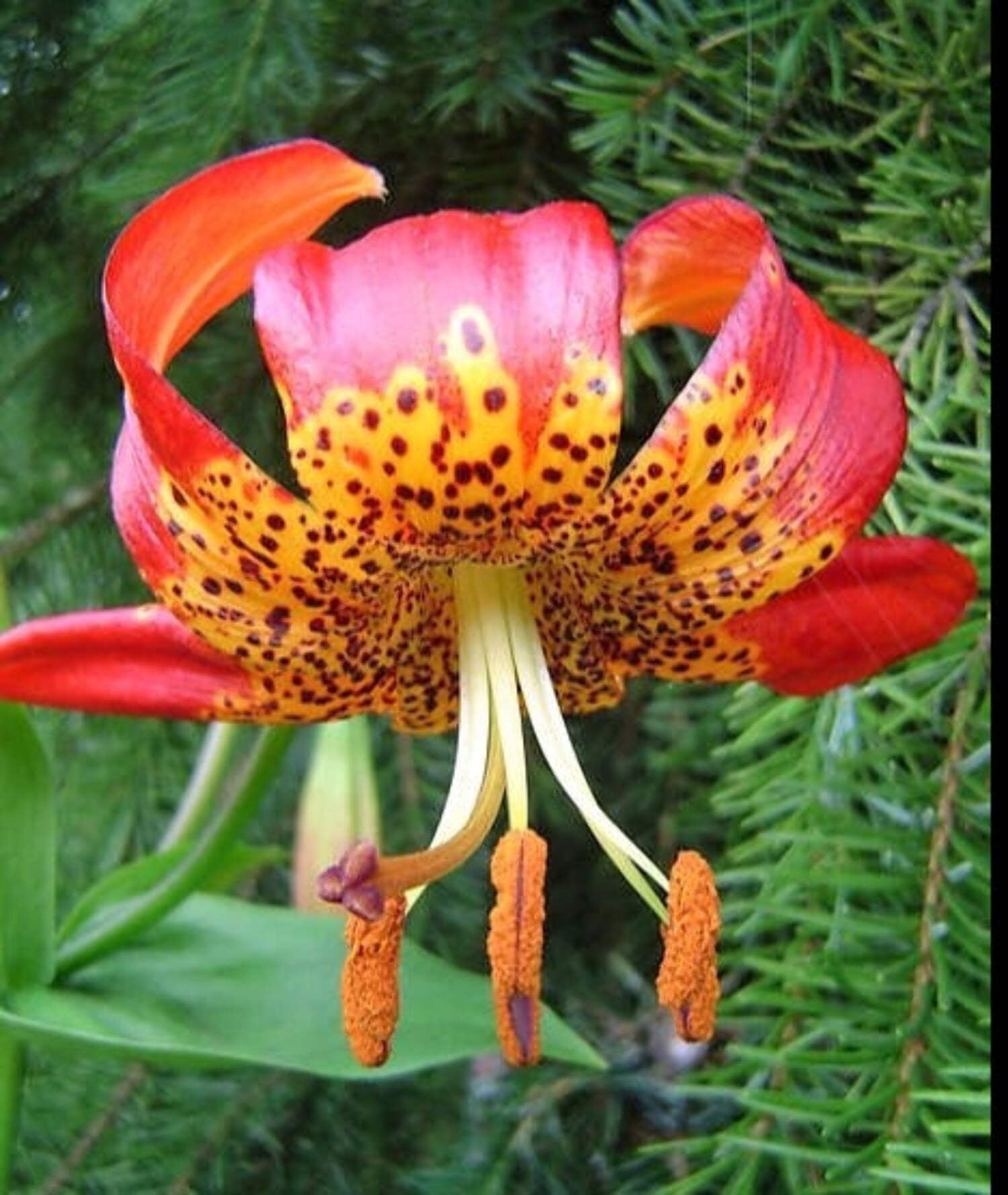 Seedville USA, Leopard Lily Seeds, California Tiger Lily, Yellow