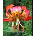 thumbnail image 2 of 10 Seeds LEOPARD LILY California Tiger Lily Panther Lilium Pardalinum Yellow Orange Red Spotted Native Flower Seeds, 2 of 10