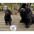 thumbnail image 6 of Three Dog Bakery Assort-Mut Assorted Dog Treats, 32 oz, 6 of 11