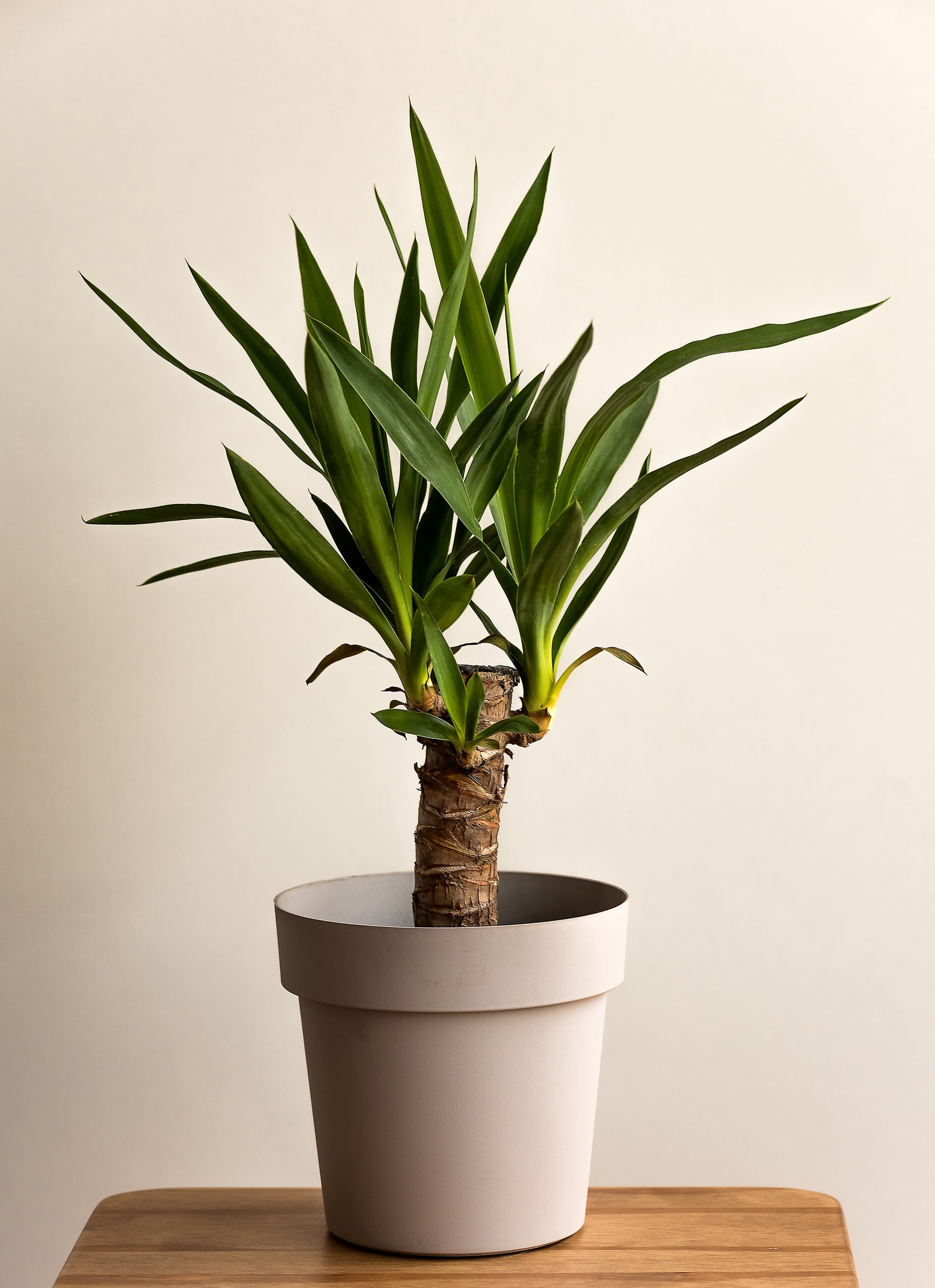 Bayview Flowers Yucca Cane Live Plants in 10" Grow Pot need Full Sun