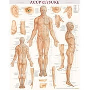 BarCharts Acupressure-Laminated