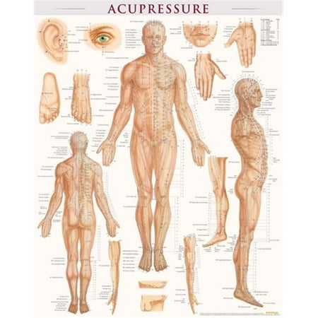 BarCharts Acupressure-Laminated