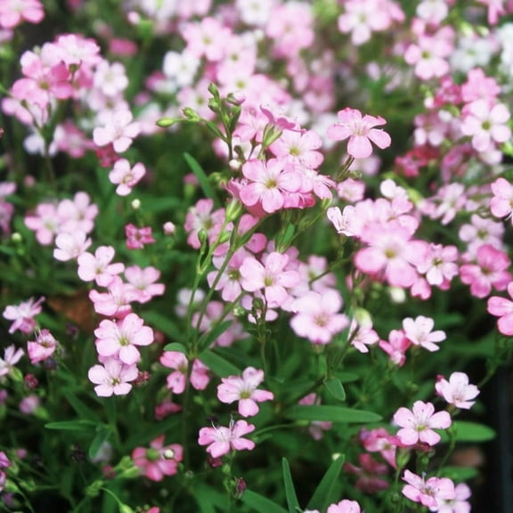 TomorrowSeeds - Pink Baby's Breath Seeds - 2500  Count - For 2026 Planting Gypsophila Elegans Rosea