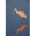 thumbnail image 2 of Williams, Joanne 17x24 Black Ornate Wood Framed with Double Matting Museum Art Print Titled - FL Roseate spoonbill reflects in still water, 2 of 4