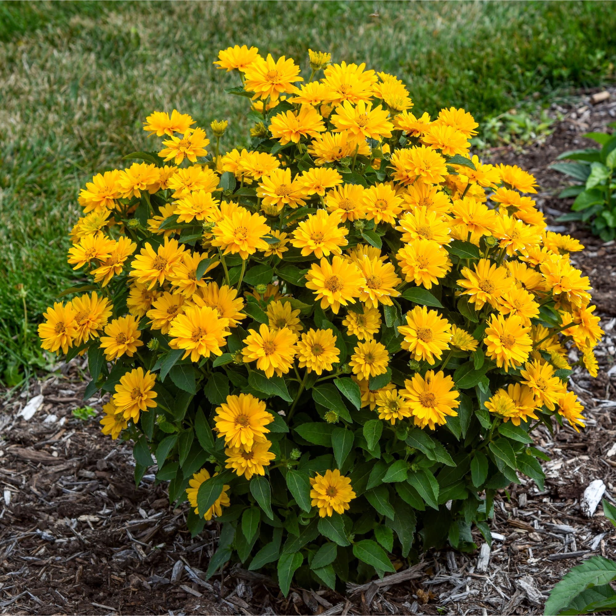 Proven Winners 5" Yellow Athena Gold False Sunflower Live Plant in 4.5" Pot (4 Count)