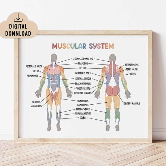 Muscular System Educational Poster Classroom Decor, Medical Printable, Human Muscle System, Unframed Paper Poster 8x10in