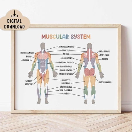 Muscular System Educational Poster Classroom Decor, Medical Printable, Human Muscle System, Unframed Paper Poster 8x10in