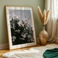 thumbnail image 6 of White Floral Potato Vine - Visalia California Photography Flowers Floral Nature Garden Botanical Scenic Unframed Wall Art Print 20 x 28 inches, 6 of 60