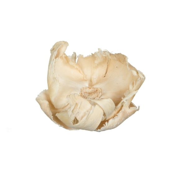 Vickerman Natural Botanicals 2.75" Palm Cap, Bleached. Includes 25 pieces per Pack.