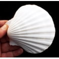 thumbnail image 2 of 8 Large Real Irish Baking Scallop Shells (4 - 4 3/8") Restaurant Quality Beach Dining Decoupage, 2 of 4