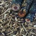 thumbnail image 4 of HUMOS Mesquite Smoking Wood Chips for BBQ, Smoker, Kamado and Gas, Charcoal & Electric Grill (Mesquite), 4 of 8