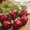 Red, variant on Artificial Single Rose Stem 28.7" Tall