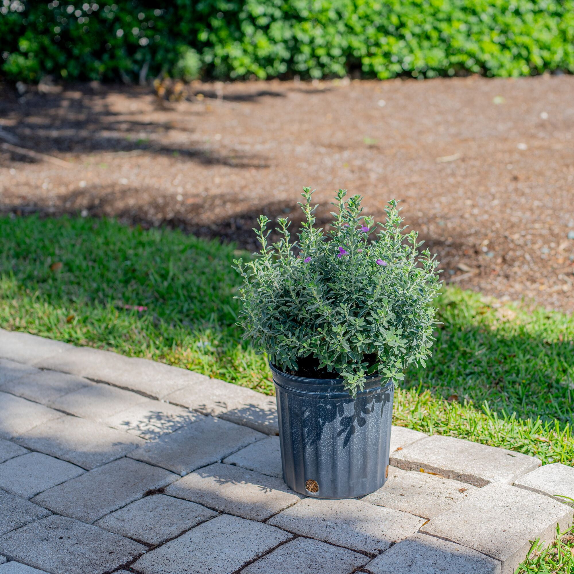Island Blooms 24" Texas Sage Live Outdoor Plant in 8.75" Grower Pot