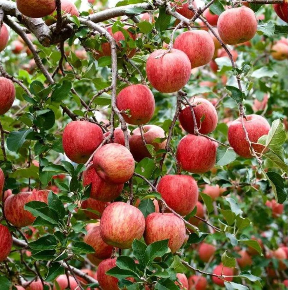 Expert Gardener 2-3 ft tall Fuji Apple Live Tree in 5-Gallon Grower Pot
