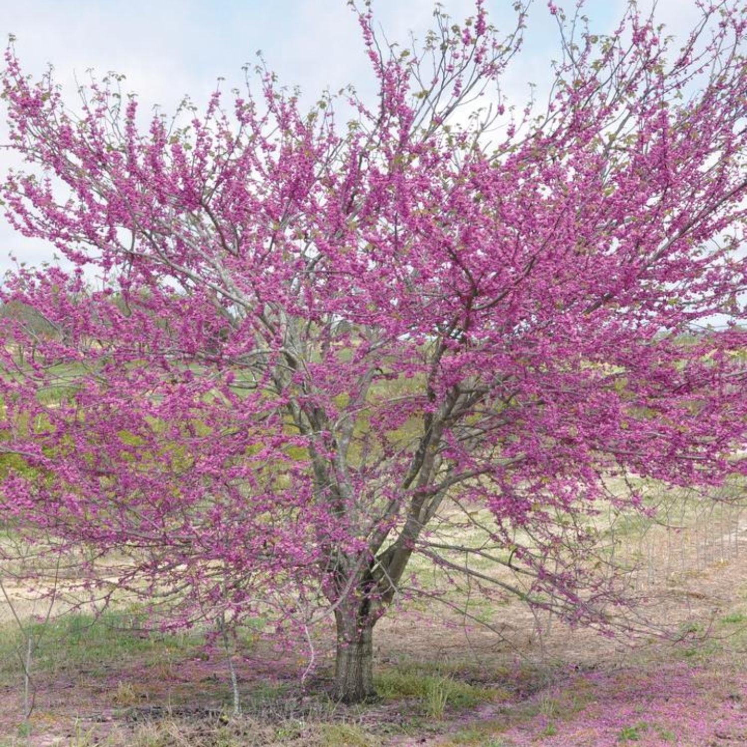 Expert Gardener 2-3 ft. tall Pink Pom Pom Redbud Tree in 5- Gallon Grower Pot