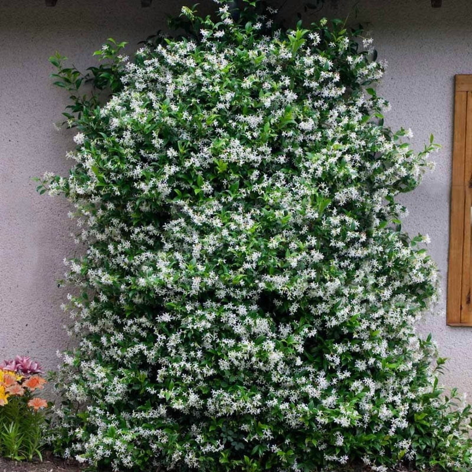 Star Jasmine Live Climbing Vine-3 Gallon