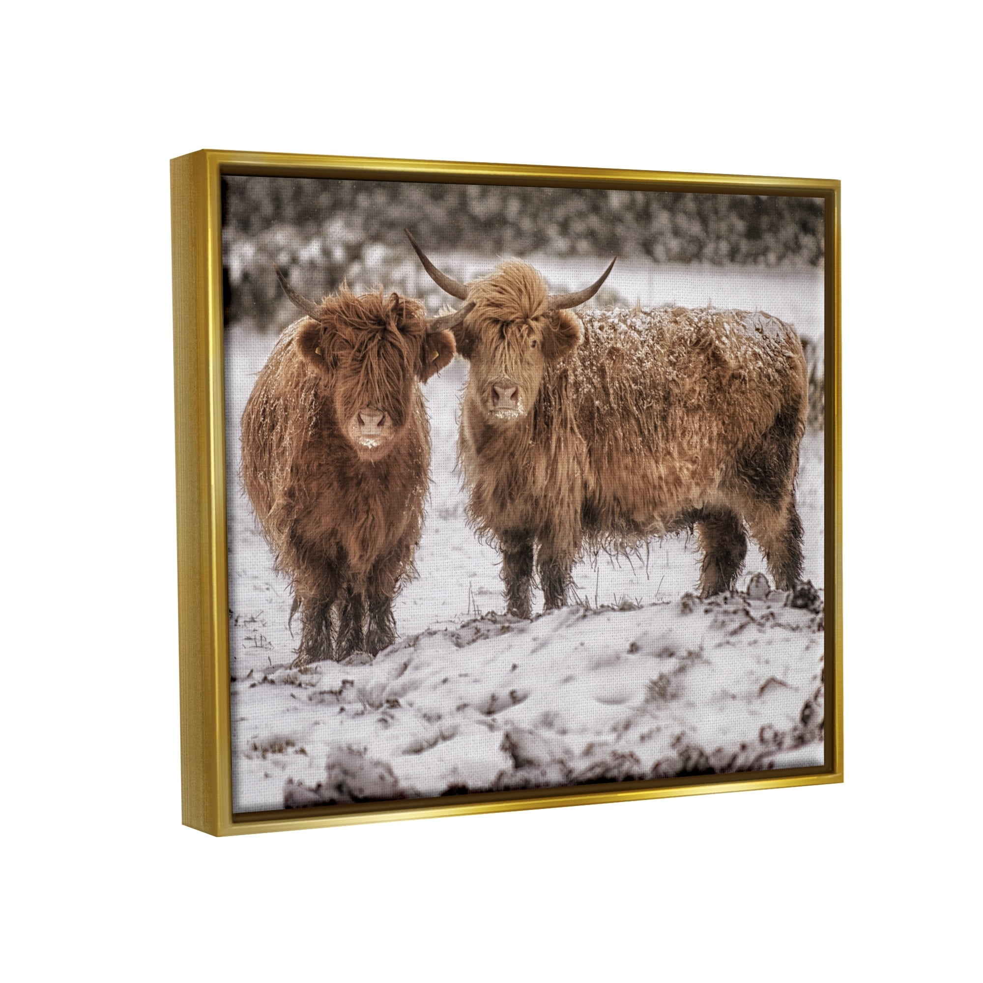 Stupell Industries Snow Dusted Highland Cattle Niveous Nature Landscape Photograph Metallic Gold Floating Framed Canvas Print Wall Art, Design by James Dobson