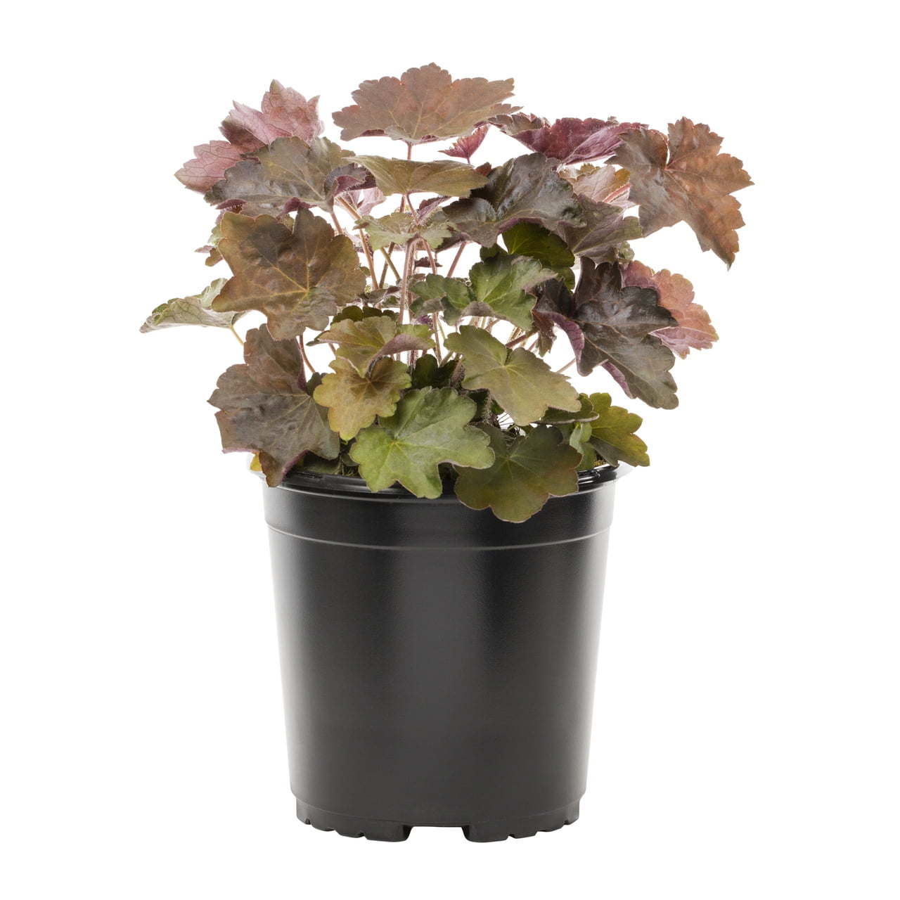 Expert Gardener Purple Heuchera Live Perennial Plant, 3-Pack, 2QT Grower Pots