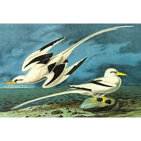 Tailed Tropic Bird - White-Tailed Tropic Bird High quality vintage art reproduction by Buyenlarge One of many rare and wonderful images brought forward in time I hope they bring you pleasure each and every time you lo