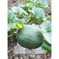 thumbnail image 3 of BToBackyard Garden Cradle Pumpkin Watermelon Stand Balcony Planting Rack Guadituo Transparent PET Removable 100 PCS Fruit Support, 3 of 10