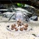 thumbnail image 2 of Trampa de plástico transparente para acuario tanque de peces Pl Planaria sanguijuela captura Medio Ambiente 1pc, 2 of 4