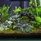 thumbnail image 1 of WHAMVOX De Acuario Con Estable Y Duradera Para Paisaje De, 1 of 6